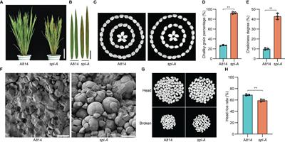 A single amino acid substitution in the AAA-type ATPase LRD6-6 activates immune responses but decreases grain quality in rice